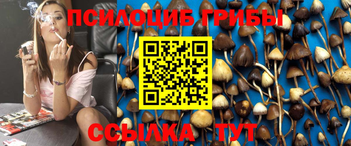 Псилоцибиновые грибы Psilocybine cubensis Саяногорск